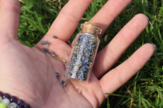 Hand holding small glass bottle filled with dried lavender buds on green grass