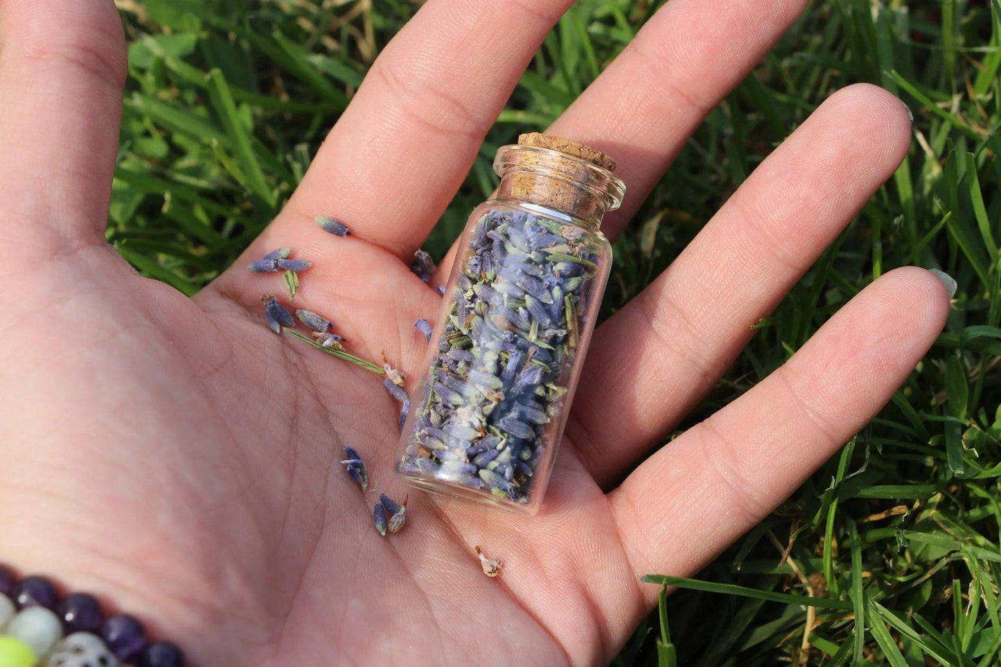 Hand holding small glass bottle filled with dried lavender buds on green grass