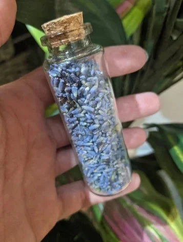 Close-up of hand holding a small glass bottle filled with dried lavender buds and sealed with a cork