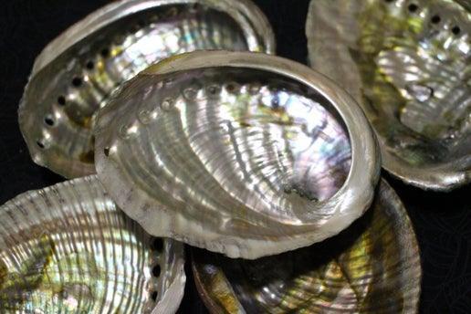 Polished abalone shells with iridescent interior for rituals or smudging ceremonies